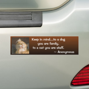 Adesivo Para Carro Foto Personalizada de Fechamento do Maine Coon