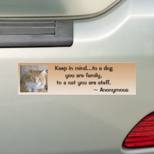 Adesivo Para Carro Foto Personalizada Engraçado Maine Coon Kitten