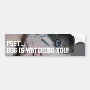 Adesivo Para Carro Fotografia Personalizada de Great Dane 