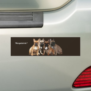 Adesivo Para Carro Französische Bulldoggen foi o "guckst du"?