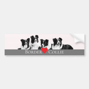 Adesivo Para Carro Fronteira com o amor de Collie