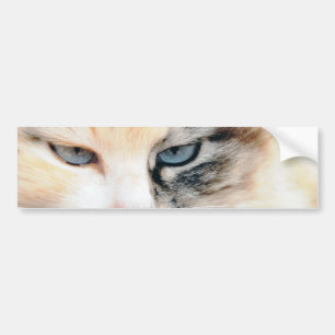 Adesivo Para Carro Gato