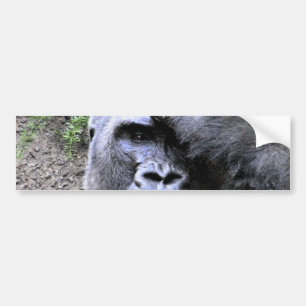 Adesivo Para Carro Gorilla_