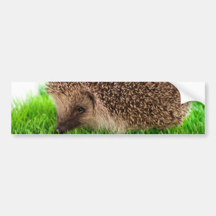 Adesivo Para Carro hedgehog