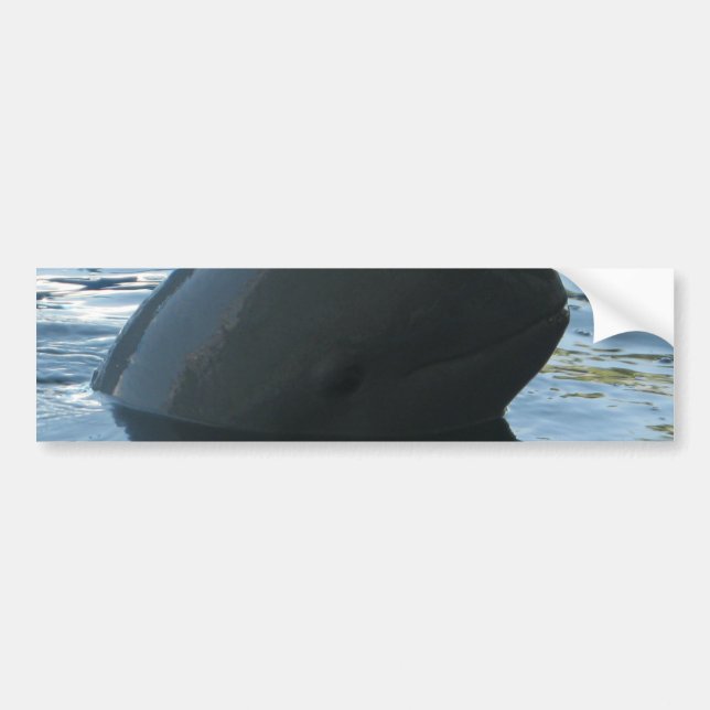 Adesivo Para Carro Irrawaddy Dolphin Peek-A-Boo (Frente)