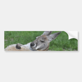 Adesivo Para Carro Laid-back Kangaroo