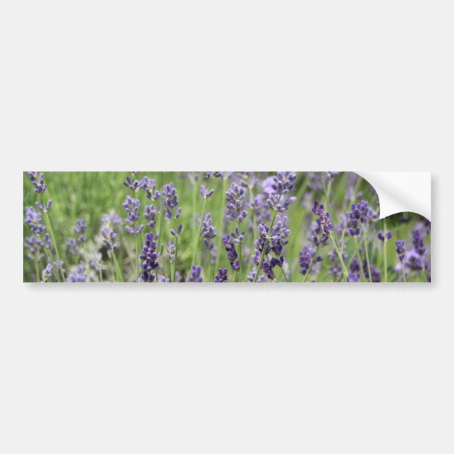 Adesivo Para Carro Lavanda (Frente)