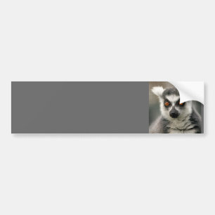 Adesivo Para Carro lemur da cauda do anel