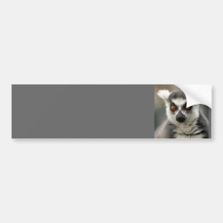 Adesivo Para Carro lemur da cauda do anel