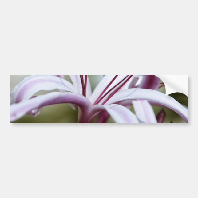 Adesivo Para Carro Lily (Frente)