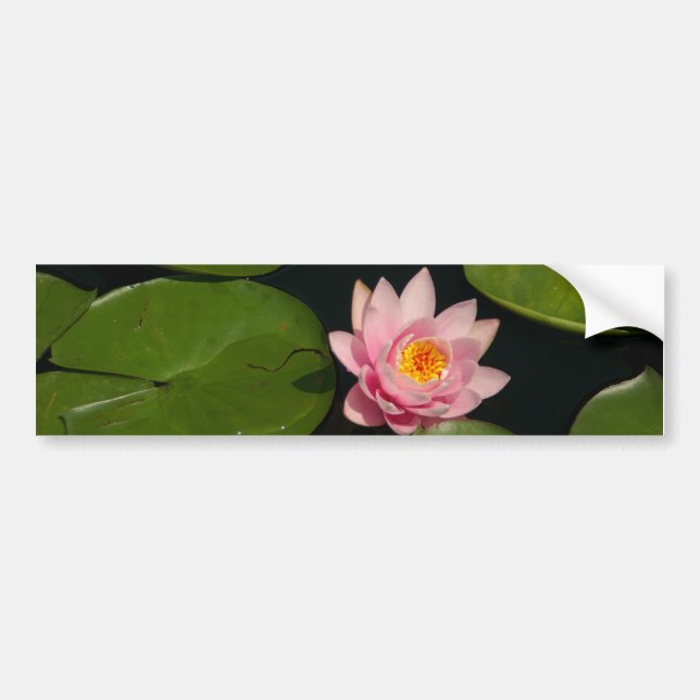 Adesivo Para Carro Lotus Waterlily Rosa (Frente)