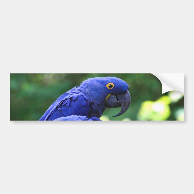 Adesivo Para Carro Macaws do jacinto (Frente)