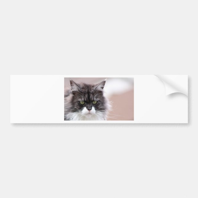 Adesivo Para Carro Maine Coon Cat (Frente)