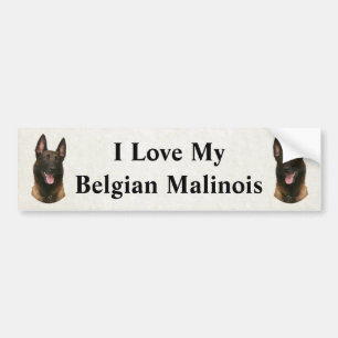 Adesivo Para Carro malinois belgas