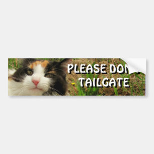 Adesivo Para Carro O gato abundante quê-lo desembaraçar de Meme