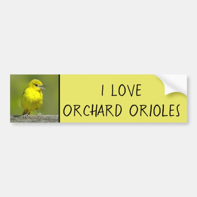Adesivo Para Carro Orchard Oriole - Fotografia original (Frente)