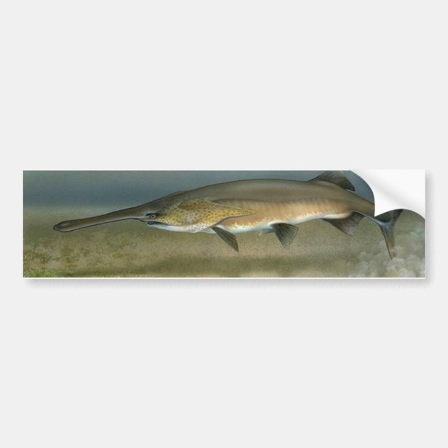 Adesivo Para Carro Paddlefish (Frente)
