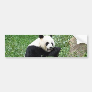 Adesivo Para Carro Panda gigante que come o bambu