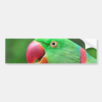 Adesivo Para Carro Parakeet do Alexandrine