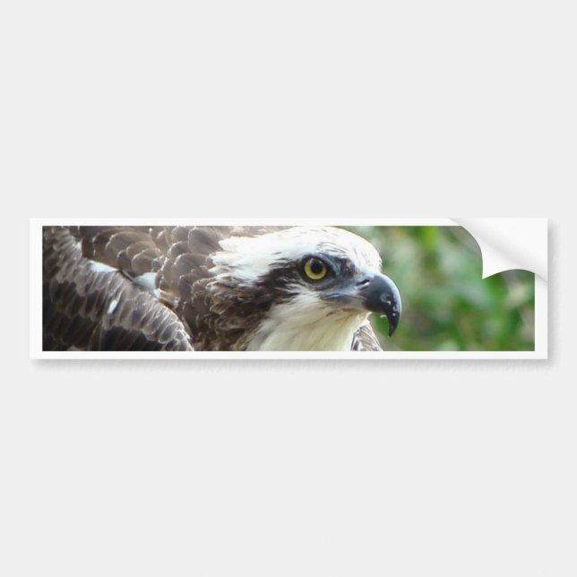 Adesivo Para Carro Pássaro do Osprey (Frente)