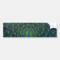 Pavão, autocolante no vidro traseiro