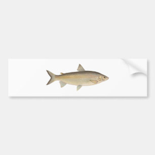 Adesivo Para Carro Peixe branco de lago