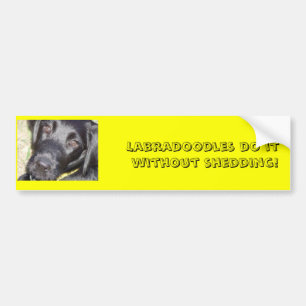 Adesivo Para Carro pic4, Labradoodles fazem-no sem derramar!