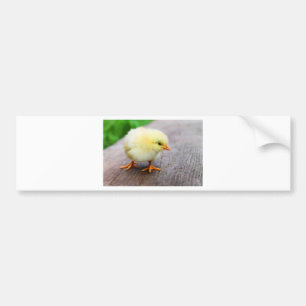 Adesivo Para Carro Pintinho páscoa
