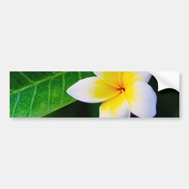 Adesivo Para Carro plumeria (Frente)
