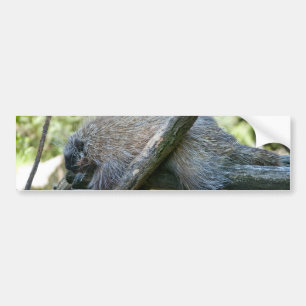 Adesivo Para Carro Porcupine do Novo Mundo