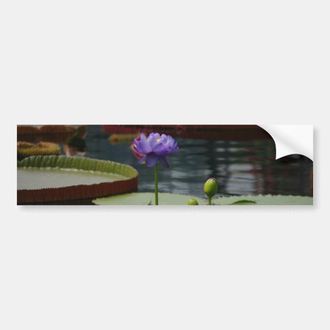 Adesivo Para Carro Purple Waterlily (Frente)