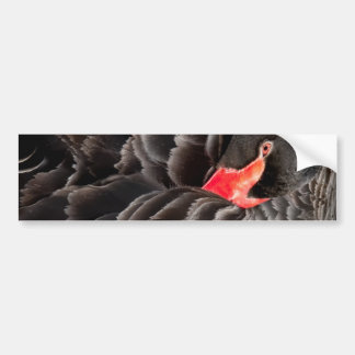 Adesivo Para Carro Restauração do cisne negro