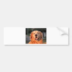 Adesivo Para Carro Retriever de ouro