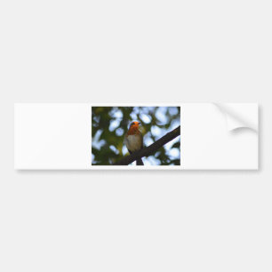 Adesivo Para Carro Robin