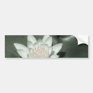 Adesivo Para Carro rosa claro branca lotus water lily flower