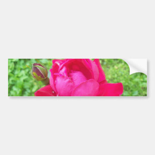 Adesivo Para Carro Rosa in Bloom