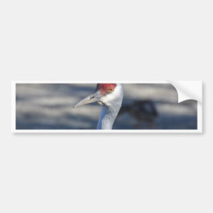 Adesivo Para Carro Sandhill Crane