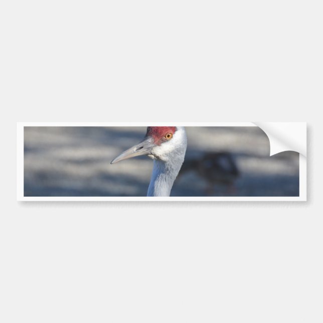 Adesivo Para Carro Sandhill Crane (Frente)