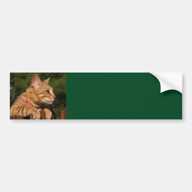 Adesivo Para Carro Savannah Cat Background Bumper Sticker (Frente)