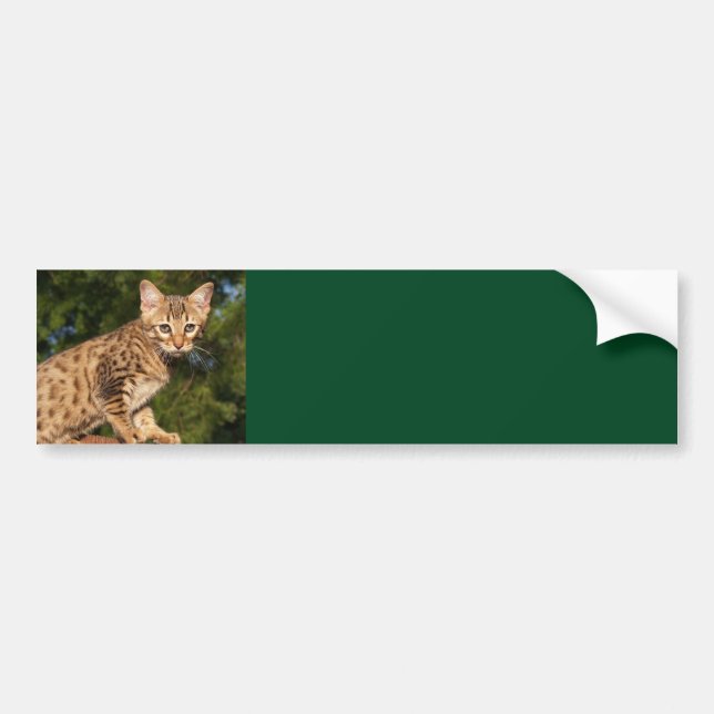 Adesivo Para Carro Savannah Cat Background Bumper Sticker (Frente)