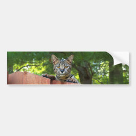 Adesivo Para Carro Savannah Cat Background Bumper Sticker