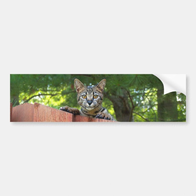 Adesivo Para Carro Savannah Cat Background Bumper Sticker (Frente)