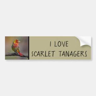 Adesivo Para Carro Scarlet Tanager Molting - Fotografia original