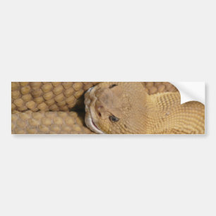 Adesivo Para Carro Scary Rattlesnake Photo