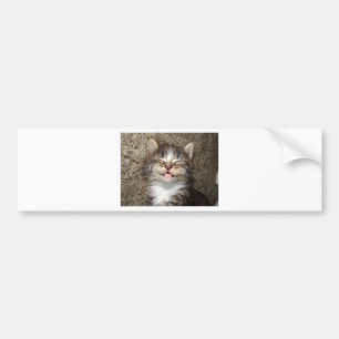 Adesivo Para Carro Sorriso do gatinho