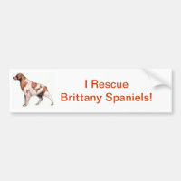 Spaniel de Brittany