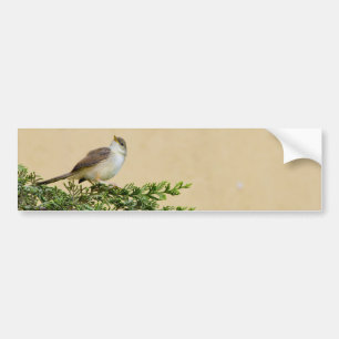 Adesivo Para Carro Sparrow