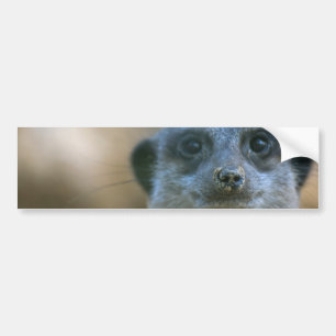 Adesivo Para Carro Suricata engraçada