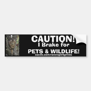 Adesivo Para Carro TABBY KITTEN Bumper Stick