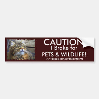 Adesivo Para Carro TABBY KITTEN Bumper Stick
